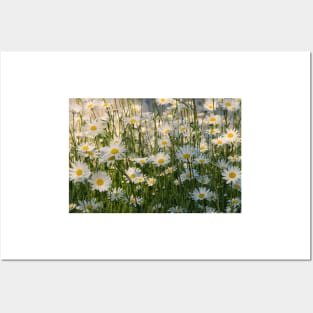 Wild Oxeye Daisies in Spring Posters and Art